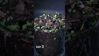 Arugula Microgreen Time Lapse