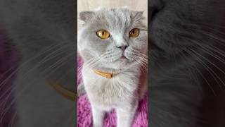 Наджи любит фантики? 😰 #tiktok #cat #cats #catshorts