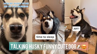 Talking Husky cute dog🐶😍