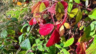 Herbstliche Wanderung bei Cadolzburg.