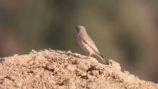 Trumpeter finch