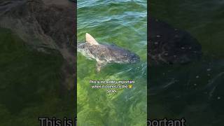 I Found A Massive Tiger Shark! #shorts #fishing #animals #trending #ocean #explore #nature #viral