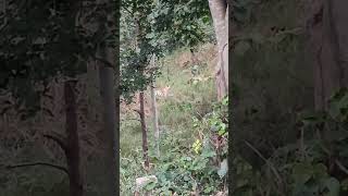 #viralvideo #nature #tadoba #jungle #junglesafari #lion #king #safari #maharashtra #pench #visit #ad