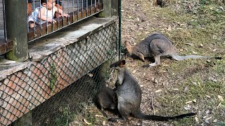 Australian Wallabies - Newcastle, Australia