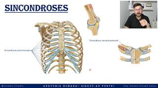 Sincondroses - Sistema articular - Anatomia direto ao ponto!