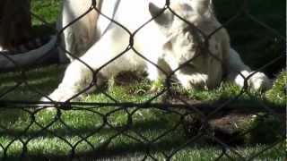 White Tiger Attack at Siegfried and Roy's Secret Garden