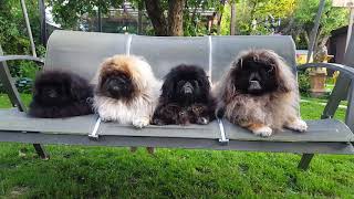 Our pekingese in summer cut