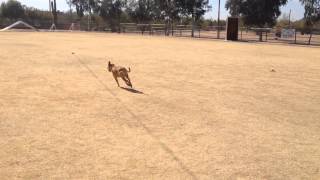 Lure Coursing - Hades2