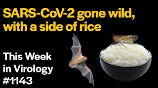 TWiV 1143: SARS-CoV-2 gone wild, with a side of rice