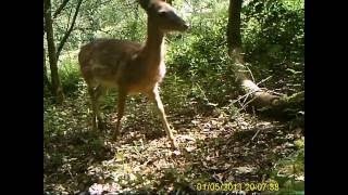 Deer at Wrenwood