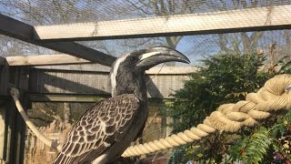 Hornbills Hard at Work!