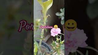 Portulaca care tips#thegrounddiaries #shortsvideo #mossrose