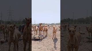 The camels are standing in the field #ytshorts #camel #animals #shorts #camellove #camelfarm