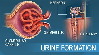 urine filterration