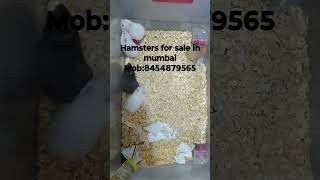 hamsters for sale in mumbai #hamsterbabies #hamsterbreeding #forsale #petsforsale #mumbai #animals