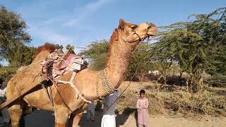 Desert beautiful camel.🔥