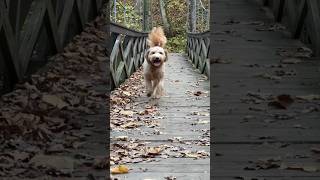 Doodle Walk #goldendoodle #walk #dog #pittsburgh #park