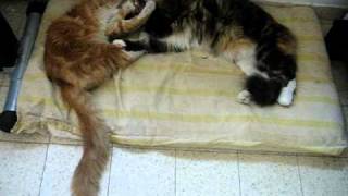 Maine Coon - Sister's Love