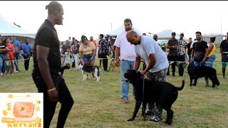 Olympus Kennel Dog Expo 2023 - Best in the Show and We'll Groom