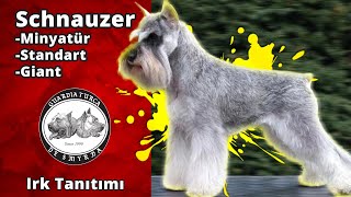 Schnauzer (Minyatür, Standart, Giant) -Köpek Irkı Tanıtımı