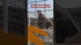 #حديقة الحيوانات #جافى لاند السليمانية #Zoo #Javi Land Sulaymaniyah#