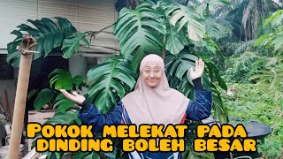 pokok melekat pada dinding boleh jadi besar