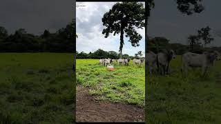 Fazenda DUPLA APTIDÃO em Pedro Afonso-TO. Região em Alta Expansão Agrícola #fazendasavenda #agro