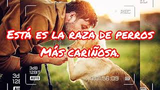 Está es la raza de perros más cariñosa.