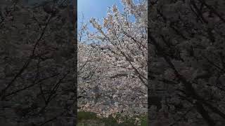 أزهار الساكورا وجمال الطبيعة اليابانية❤️الفيديو كامل علي القناة ❤️japan cherry blossomsakura #shorts