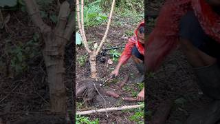 Cutting cassava tubers #bigcassava #cassava #foodcassava