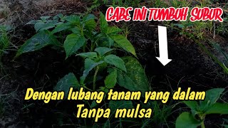 Cara Tradisional Budidaya Cabe Rawit Agar Tumbuh Subur Dan Produktif