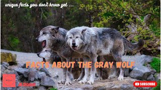 6 Facts About The Gray Wolf, Unique facts you don't know yet…