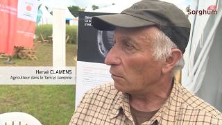 Les effets agronomiques du sorgho vus par des agriculteurs