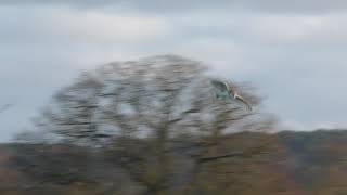 Barn Owl v Crow Staffordshire