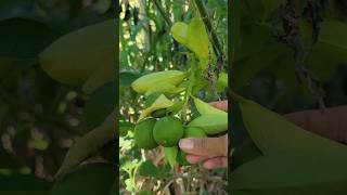 Looking for Oranges on my Arizona Sweet Orange Tree #backyardgardening