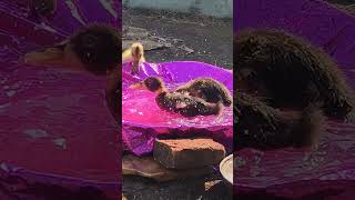 ducklings bathing in water