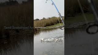 Massive Snakehead Strike