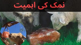 نمک کی اہمیت !!! Importance Of Salt (NaCl)