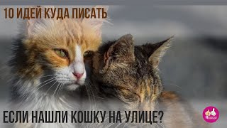 Нашли кошку на улице? Расскажем куда писать и что делать. Идеи как найти хозяина потеряшке