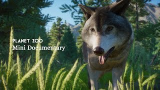 Wolf Documentary | Planet Zoo