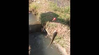 mancing babon gabus di parit sawah! oraiso mancing#gasss#mantap#mancing#gass dor#