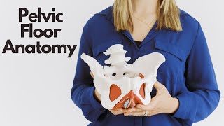 Anatomy of Your Pelvic Floor