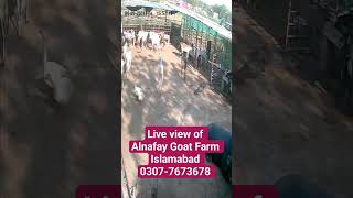 Goat Farming in Pakistan