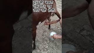 Goat milking preparation #cow #goat #animals #farming #funny #pets #vet #ai #trending #rooftop