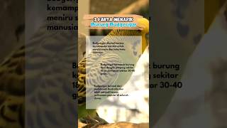 Fakta Menarik Burung Budgerigar