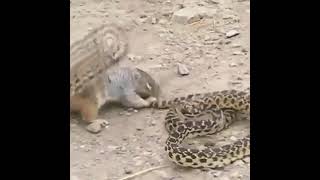 snake vs squirrel