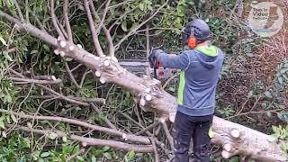 Tree Surgeon timelapse by Toes In Video Production