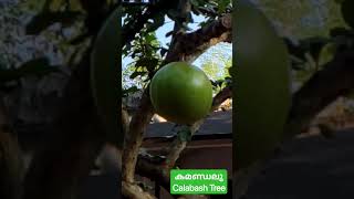 കമണ്ഡലു #calabash #tree