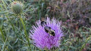 Beginning Foraging and a Challenge for You