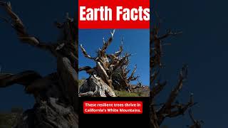 The oldest known living organisms on Earth are ancient bristlecone pine trees...